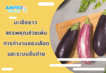 มะเขือยาว สรรพคุณช่วยเพิ่มการทำงานของเลือดและระบบขับถ่าย มะเขือยาว สรรพคุณช่วยเพิ่มการทำงานของเลือดและระบบขับถ่าย