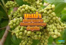 มะเม่า เป็นยาระบาย ดีต่อสตรีหลังคลอดบุตร บำรุงไต มะเม่า เป็นยาระบาย ดีต่อสตรีหลังคลอดบุตร บำรุงไต