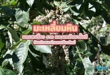 มะเหลี่ยมหิน ผลรสเปรี้ยว รากและผลเป็นยาชั้นดี นิยมในชนเผ่าแถบเชียงใหม่ มะเหลี่ยมหิน ผลรสเปรี้ยว รากและผลเป็นยาชั้นดี นิยมในชนเผ่าแถบเชียงใหม่