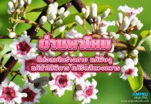 ย่านพาโหม ดีต่อลมในร่างกาย แก้พิษงู แก้ลำไส้พิการ แก้ริดสีดวงทวาร ย่านพาโหม ดีต่อลมในร่างกาย แก้พิษงู แก้ลำไส้พิการ แก้ริดสีดวงทวาร