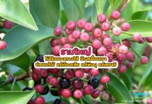 รามใหญ่ ไม้ต้นของทางใต้ มีรสเฝื่อนเมา ช่วยแก้ไข้ แก้ท้องเสีย แก้พิษงู แก้พยาธิ รามใหญ่ ไม้ต้นของทางใต้ มีรสเฝื่อนเมา ช่วยแก้ไข้ แก้ท้องเสีย แก้พิษงู แก้พยาธิ