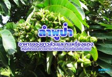 ลำพูป่า อาหารของชาวลัวะและกะเหรี่ยงแดง สมุนไพรของชาวเขาเผ่าอีก้อและกะเหรี่ยงเชียงใหม่ ลำพูป่า อาหารของชาวลัวะและกะเหรี่ยงแดง สมุนไพรของชาวเขาเผ่าอีก้อและกะเหรี่ยงเชียงใหม่