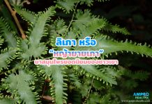 ลิเภา หรือ “หญ้ายายเภา” ยาสมุนไพรยอดนิยมของชาวเขา ลิเภา หรือ “หญ้ายายเภา” ยาสมุนไพรยอดนิยมของชาวเขา