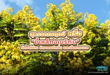 สุวรรณพฤกษ์ หรือ ขี้เหล็กอเมริกัน รักษาดีซ่าน รักษาคนติดฝิ่นและเป็นยาระบาย สุวรรณพฤกษ์ หรือ “ขี้เหล็กอเมริกัน” รักษาดีซ่าน รักษาคนติดฝิ่นและเป็นยาระบาย