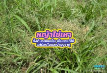 หญ้าไข่เหา ทั้งต้นรสขมเย็น เป็นยาแก้ไข้ แก้ร้อนในและบำรุงธาตุ หญ้าไข่เหา ทั้งต้นรสขมเย็น เป็นยาแก้ไข้ แก้ร้อนในและบำรุงธาตุ