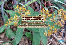 หนาดคำ ไม้ล้มลุกของทางเหนือ ต้นยอดนิยมของชาวกะเหรี่ยง หนาดคำ ไม้ล้มลุกของทางเหนือ ต้นยอดนิยมของชาวกะเหรี่ยง