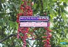 หนามแน่แดง ยาสมุนไพรแก้พิษ ดอกสีสวยเหมาะสำหรับปลูกไม้ประดับได้ หนามแน่แดง ยาสมุนไพรแก้พิษ ดอกสีสวยเหมาะสำหรับปลูกไม้ประดับได้