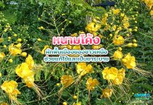 หนามโค้ง ผักพื้นเมืองของชาวเหนือ ช่วยแก้ไข้และเป็นยาระบาย หนามโค้ง ผักพื้นเมืองของชาวเหนือ ช่วยแก้ไข้และเป็นยาระบาย