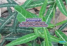 อบเชยเถา รากเป็นยาและมีกลิ่นหอม ช่วยบำรุงหัวใจ แก้โรคผิวหนัง อบเชยเถา รากเป็นยาและมีกลิ่นหอม ช่วยบำรุงหัวใจ แก้โรคผิวหนัง