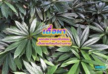 เดื่อผา ผลรสหวานแต่ไม่นิยม เป็นยาแก้ลมในร่างกาย เดื่อผา ผลรสหวานแต่ไม่นิยม เป็นยาแก้ลมในร่างกาย