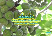 เดื่อหว้า ช่วยรักษาโรคทางเดินปัสสาวะและบรรเทาอาการท้องเสีย เดื่อหว้า