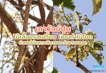 เถาวัลย์ปูน ไม้เลื้อยรสเปรี้ยว นิยมทำไม้โขด ช่วยแก้ปัสสาวะพิการและรักษาแผลสด เถาวัลย์ปูน ไม้เลื้อยรสเปรี้ยว นิยมทำไม้โขด ช่วยแก้ปัสสาวะพิการและรักษาแผลสด