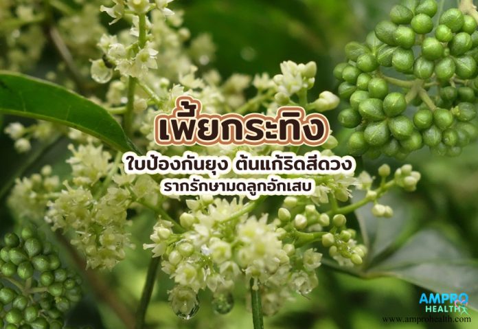 เพี้ยกระทิง ใบป้องกันยุง ต้นแก้ริดสีดวง รากรักษามดลูกอักเสบ