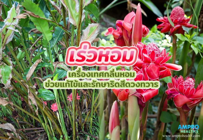 เร่วหอม เครื่องเทศกลิ่นหอม ช่วยแก้ไข้และรักษาริดสีดวงทวาร