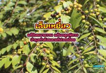 เล็บเหยี่ยว แก้โรคเบาหวาน แก้มดลูกพิการ บำรุงกำลังและแก้ปวดเมื่อย เล็บเหยี่ยว แก้โรคเบาหวาน แก้มดลูกพิการ บำรุงกำลังและแก้ปวดเมื่อย