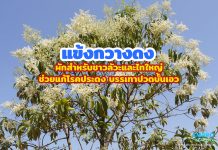 แข้งกวางดง ผักสำหรับชาวลัวะและไทใหญ่ ช่วยแก้โรคประดง บรรเทาปวดบั้นเอว แข้งกวางดง ผักสำหรับชาวลัวะและไทใหญ่ ช่วยแก้โรคประดง บรรเทาปวดบั้นเอว