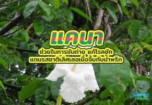 แคนา ช่วยในการขับถ่าย แก้โรคชัก แถมรสชาติเลิศเลอเมื่อจิ้มกับน้ำพริก