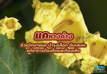 แคหางค่าง ช่วยรักษาแผล บำรุงเลือด ขับเสมหะ แก้อาการท้องอืดและท้องเฟ้อ แคหางค่าง ช่วยรักษาแผล บำรุงเลือด ขับเสมหะ แก้อาการท้องอืดและท้องเฟ้อ