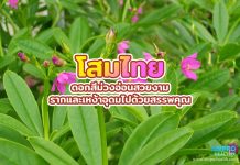 โสมไทย ดอกสีม่วงอ่อนสวยงาม รากและเหง้าอุดมไปด้วยสรรพคุณ โสมไทย ดอกสีม่วงอ่อนสวยงาม รากและเหง้าอุดมไปด้วยสรรพคุณ