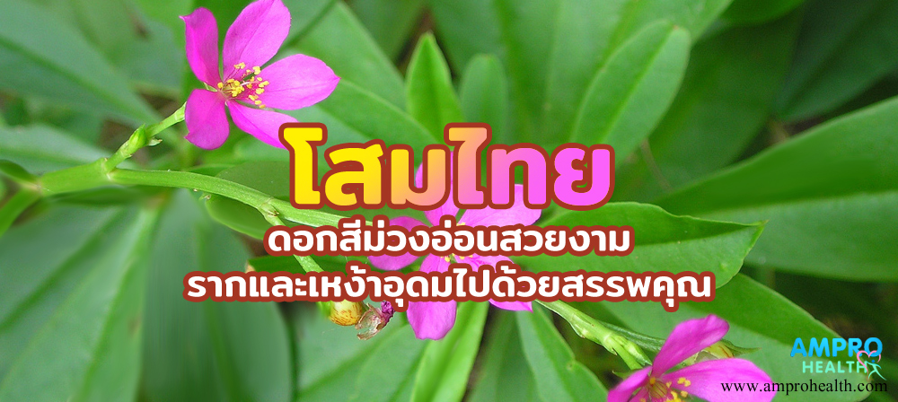 โสมไทย ดอกสีม่วงอ่อนสวยงาม รากและเหง้าอุดมไปด้วยสรรพคุณ