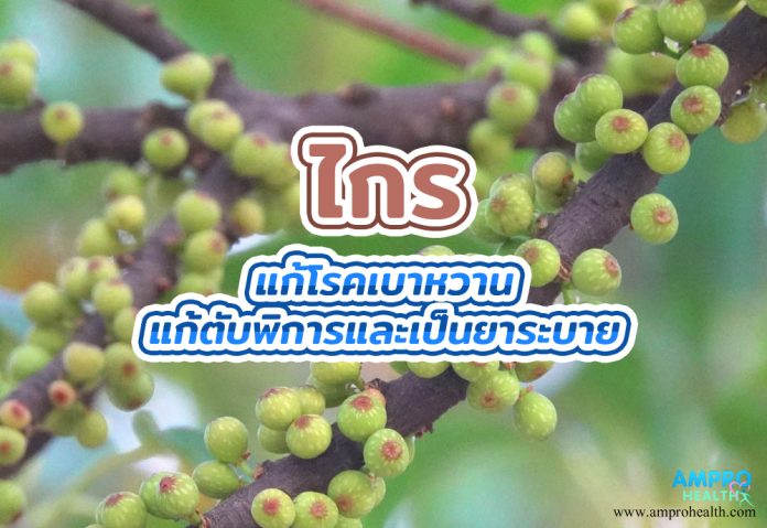 ไกร แก้โรคเบาหวาน แก้ตับพิการและเป็นยาระบาย