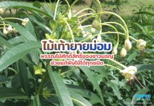 ไม้เท้ายายม่อม พรรณไม้ศักดิ์สิทธิ์ของชาวมอญ ช่วยแก้พิษไข้ได้ทุกชนิด ไม้เท้ายายม่อม พรรณไม้ศักดิ์สิทธิ์ของชาวมอญ ช่วยแก้พิษไข้ได้ทุกชนิด