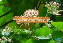 ควินิน เปลือกของต้นมากสรรพคุณ เป็นยาเย็น ช่วยรักษาไข้มาลาเรียได้