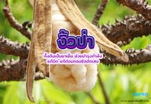 งิ้วป่า ต้นเป็นยาเย็น ช่วยบำรุงกำลัง แก้บิด แก้ต่อมทอนซิลอักเสบ งิ้วป่า ทั้งต้นเป็นยาเย็น ช่วยบำรุงกำลัง แก้บิด แก้ต่อมทอนซิลอักเสบ