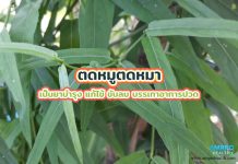 ตดหมูตดหมา เป็นยาบำรุง แก้ไข้ ขับลม บรรเทาอาการปวด ตดหมูตดหมา เป็นยาบำรุง แก้ไข้ ขับลม บรรเทาอาการปวด