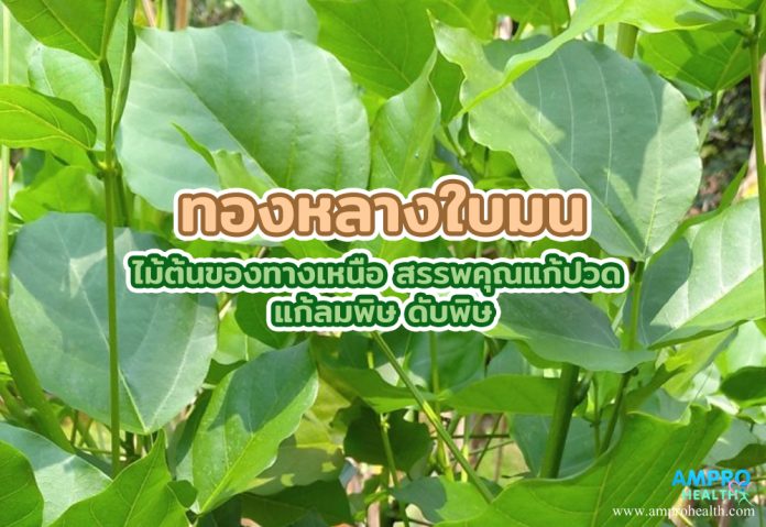 ทองหลางใบมน ไม้ต้นของทางเหนือ สรรพคุณแก้ปวด แก้ลมพิษ ดับพิษ