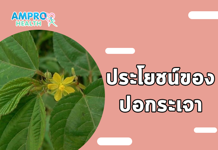 ประโยชน์ของปอกระเจา