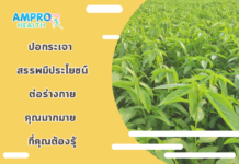 ปอกระเจา สรรพมีประโยชน์ต่อร่างกายคุณมากมาย ที่คุณต้องรู้ ปอกระเจา สรรพมีประโยชน์ต่อร่างกายคุณมากมาย ที่คุณต้องรู้