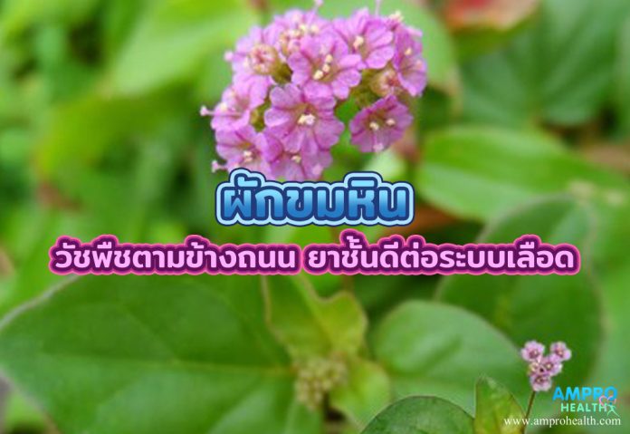 ผักขมหิน วัชพืชตามข้างถนน ยาชั้นดีต่อระบบเลือด