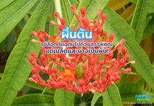 ฝิ่นต้น เปลือกต้นอุดมไปด้วยสรรพคุณ แต่เมล็ดและยางเป็นพิษ! ฝิ่นต้น เปลือกต้นอุดมไปด้วยสรรพคุณ แต่เมล็ดและยางเป็นพิษ!