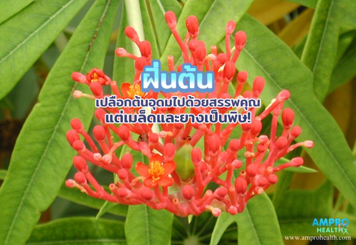 ฝิ่นต้น เปลือกต้นอุดมไปด้วยสรรพคุณ แต่เมล็ดและยางเป็นพิษ!