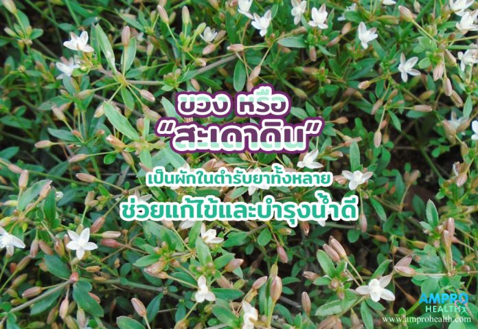 ขวง หรือ “สะเดาดิน” เป็นผักในตำรับยาทั้งหลาย ช่วยแก้ไข้และบำรุงน้ำดี