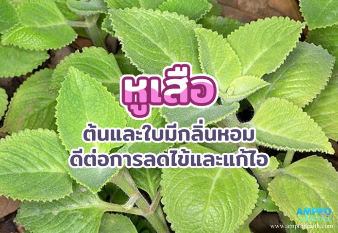 หูเสือ ต้นและใบมีกลิ่นหอม ดีต่อการลดไข้และแก้ไอ