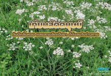 เทียนสัตตบุษย์ ต้นมีกลิ่นหอม ผลและเมล็ดเป็นยา ดีต่อลมในร่างกาย เทียนสัตตบุษย์ ต้นมีกลิ่นหอม ผลและเมล็ดเป็นยา ดีต่อลมในร่างกาย