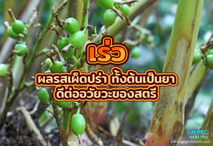 เร่ว ผลรสเผ็ดปร่า ทั้งต้นเป็นยา ดีต่ออวัยวะของสตรี