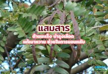 แสมสาร ต้านมะเร็ง บำรุงเลือด แก้เบาหวาน ช่วยในการนอนหลับ แสมสาร ต้านมะเร็ง บำรุงเลือด แก้เบาหวาน ช่วยในการนอนหลับ