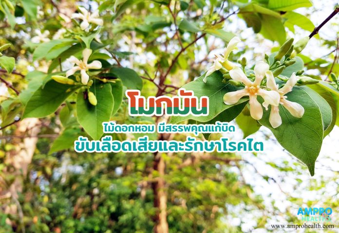 โมกมัน ไม้ดอกหอม มีสรรพคุณแก้บิด ขับเลือดเสียและรักษาโรคไต