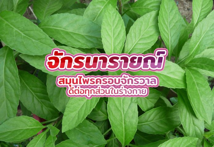 จักรนารายณ์