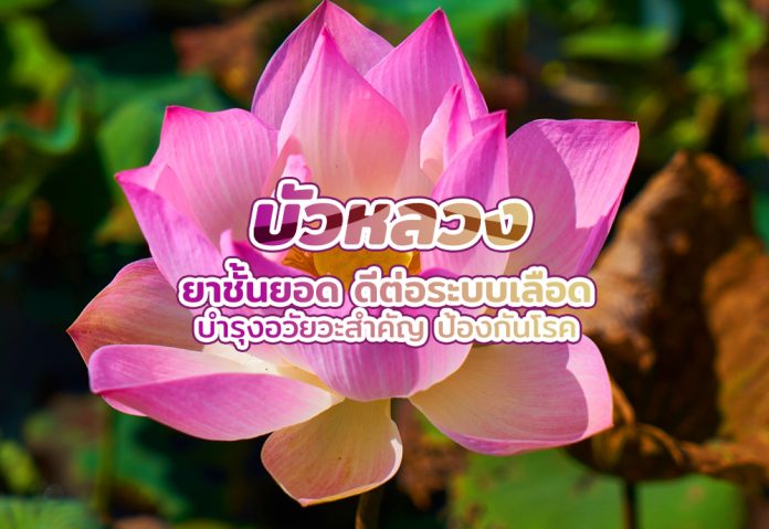 บัวหลวง