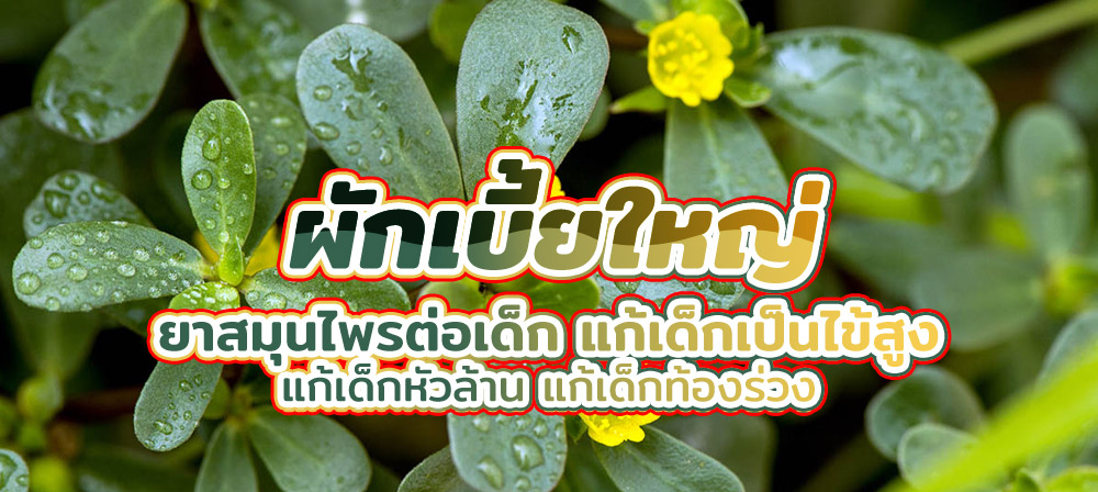 ผักเบี้ยใหญ่