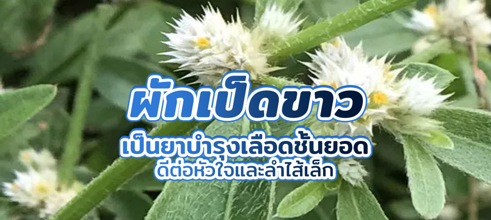 ผักเป็ดขาว