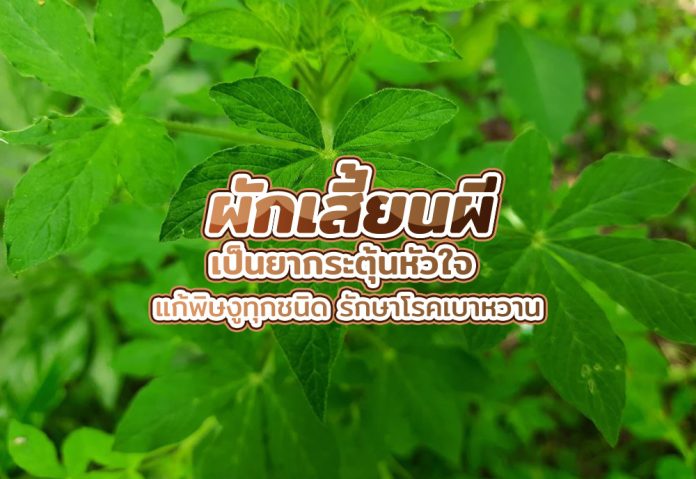 ผักเสี้ยนผี