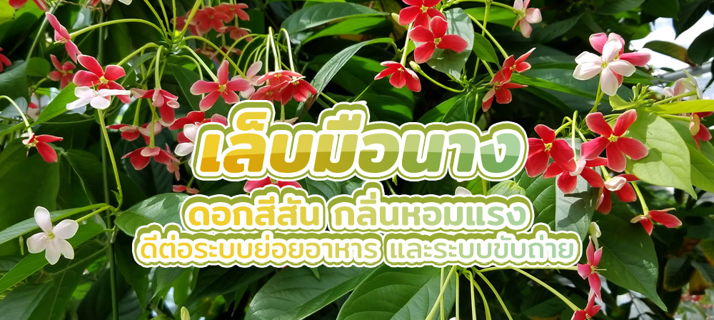 เล็บมือนาง