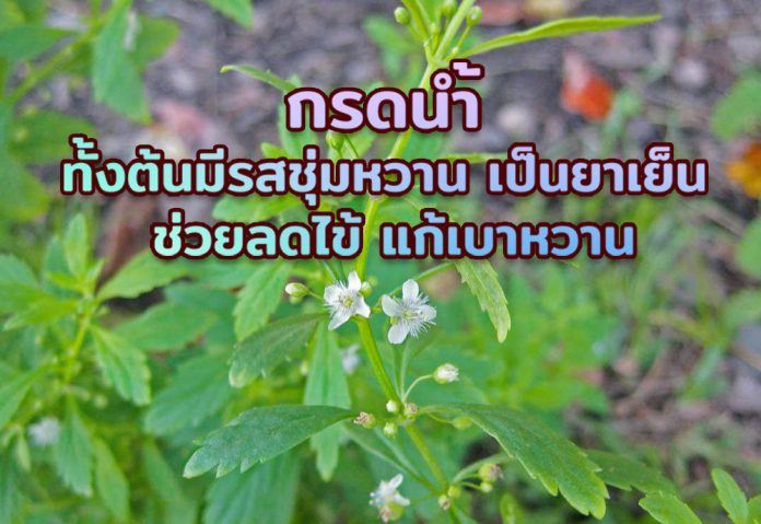 กรดน้ำ