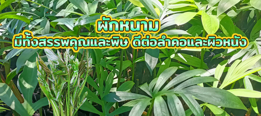 ผักหนาม