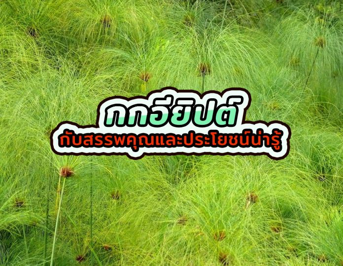 กกอียิปต์